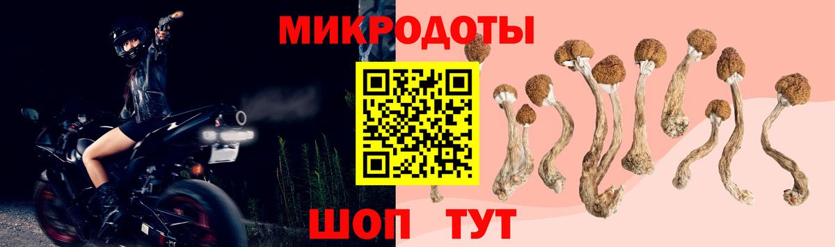 Галлюциногенные грибы Psilocybe Волгодонск